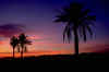 Palm Tree Night scene1.jpg (24086 bytes)